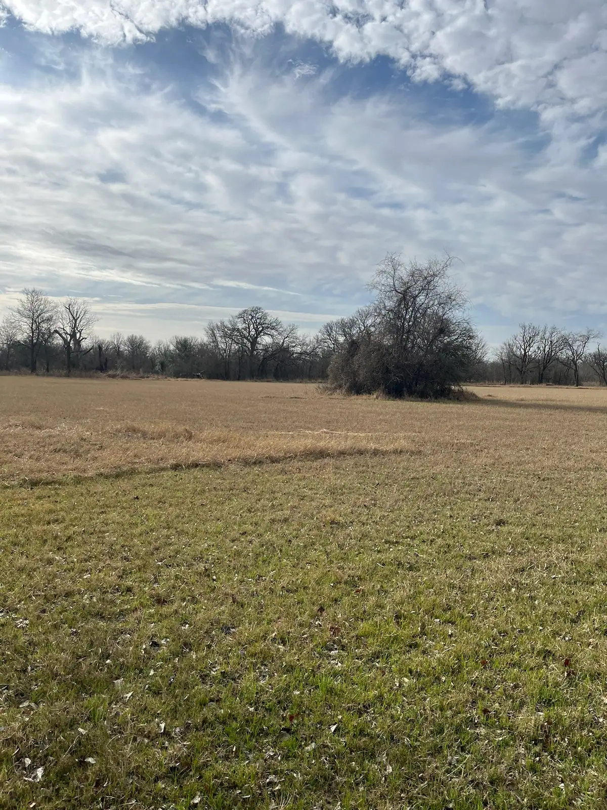 Open field mowed to the tree line by Black Knuckle Land Management near Granbury, TX
