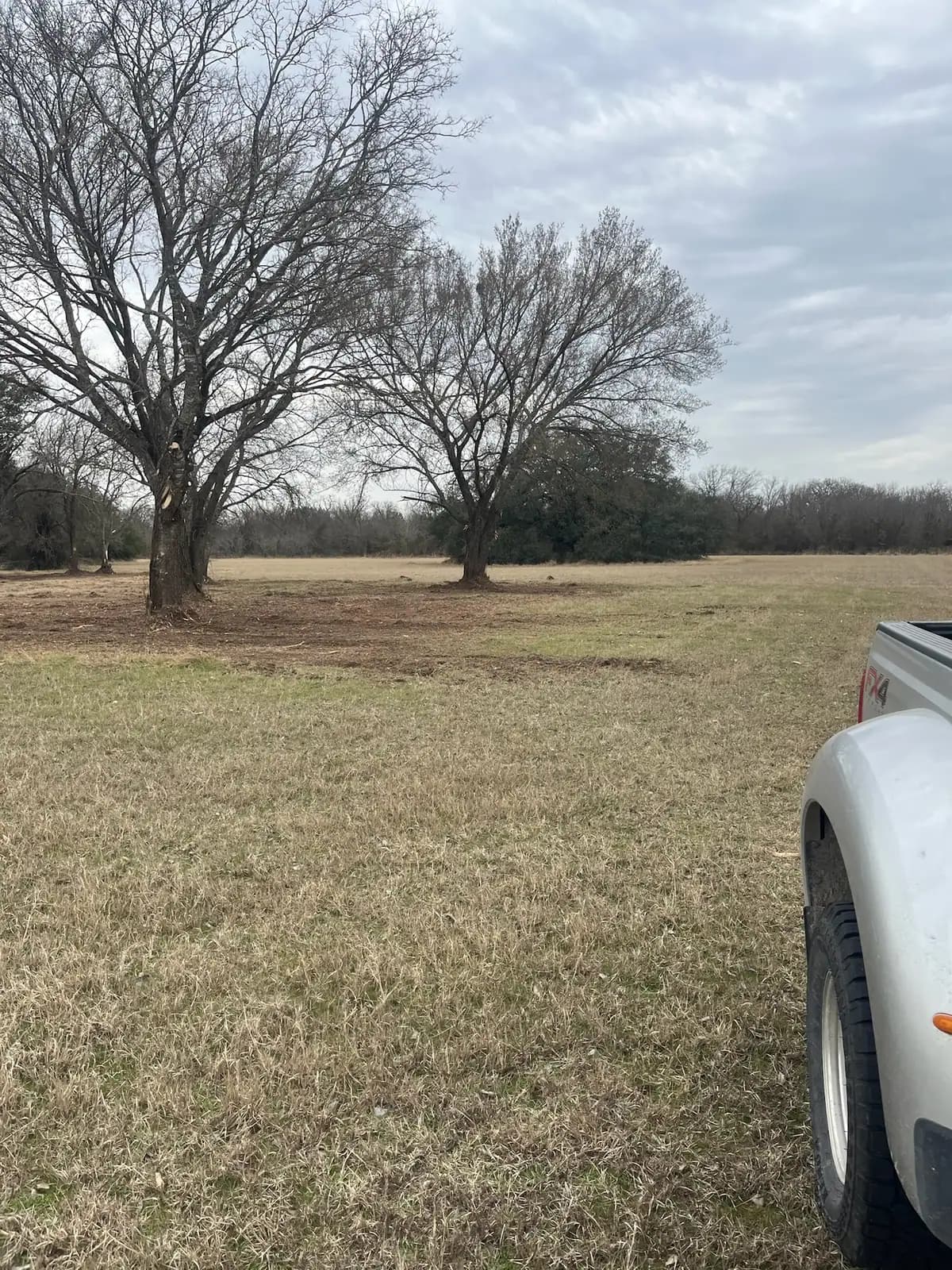 Open pasture with mature oaks after brush hog mowing near Granbury, TX