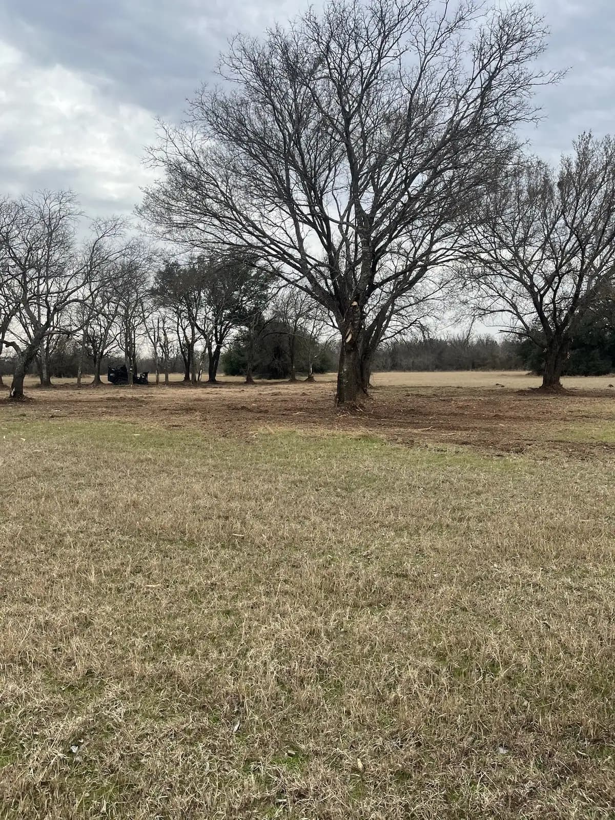 Open pasture with mature oaks after brush hog mowing near Granbury, TX