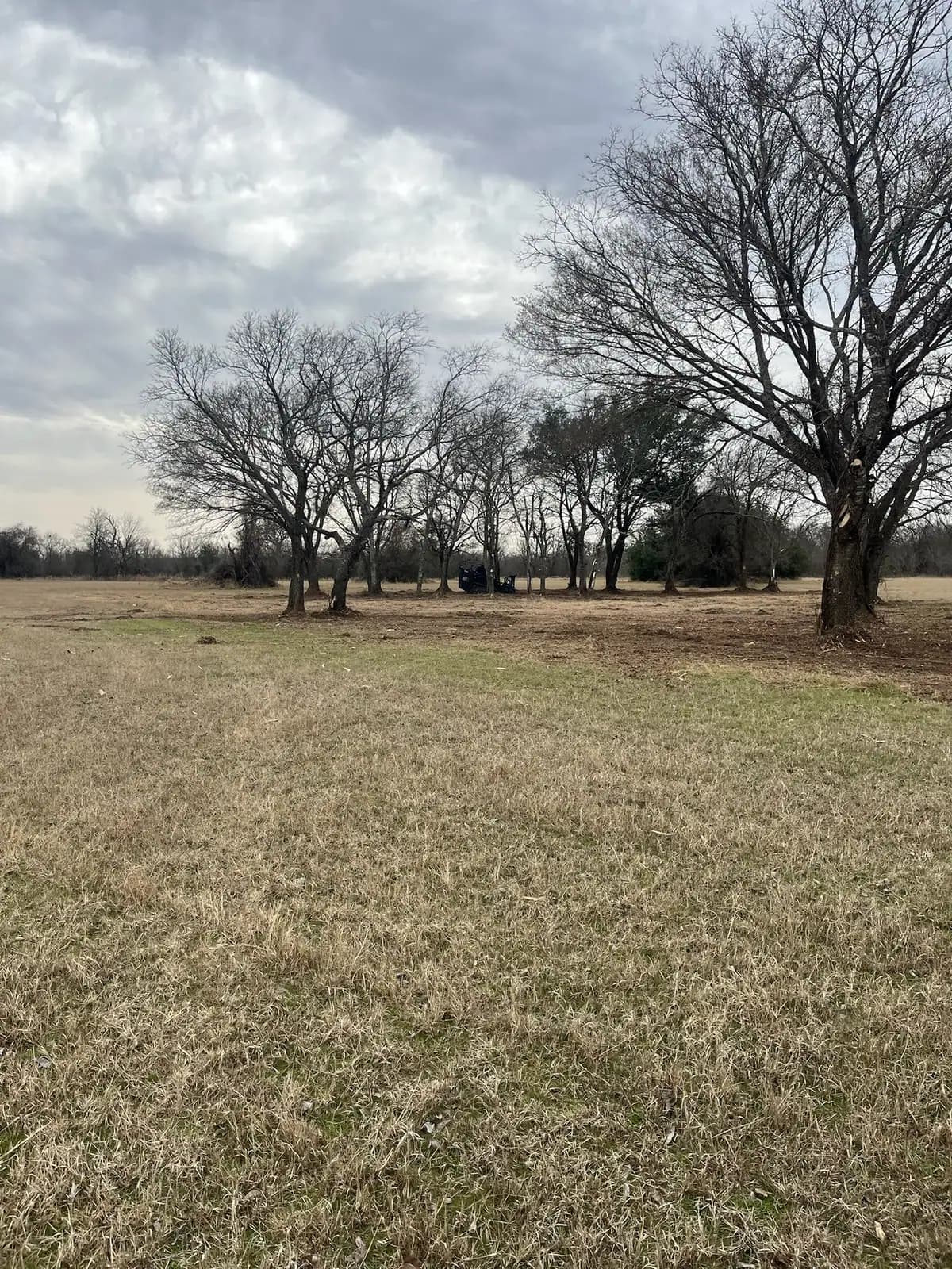 Open pasture with mature oaks after brush hog mowing near Granbury, TX