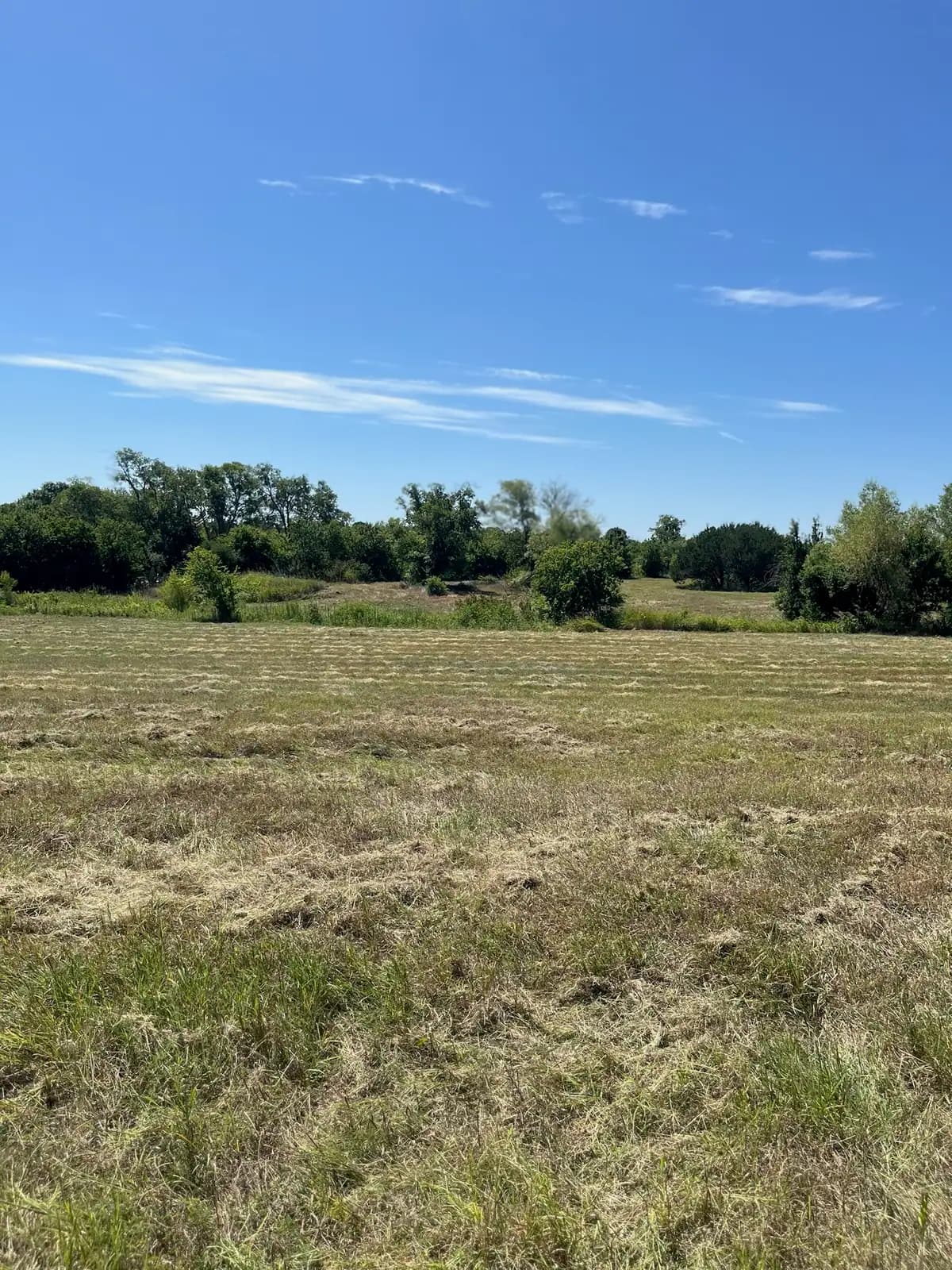 Tall summer grass and weeds before brush hog mowing, seen from the tractor near Granbury, TX