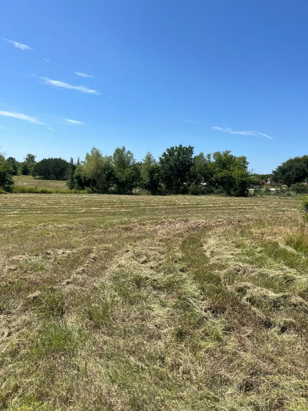 Tall summer grass and weeds before brush hog mowing, seen from the tractor near Granbury, TX