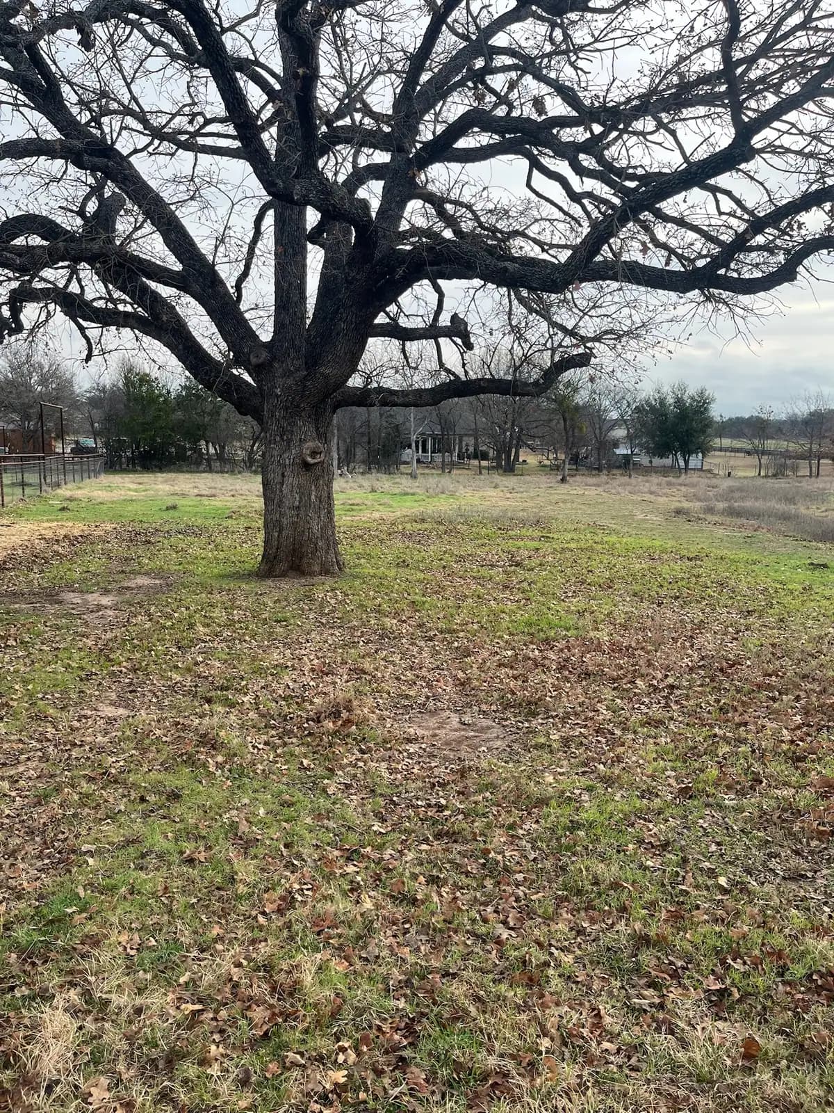 Brush hog mowing a pasture under mature oaks with a red tractor near Granbury, TX