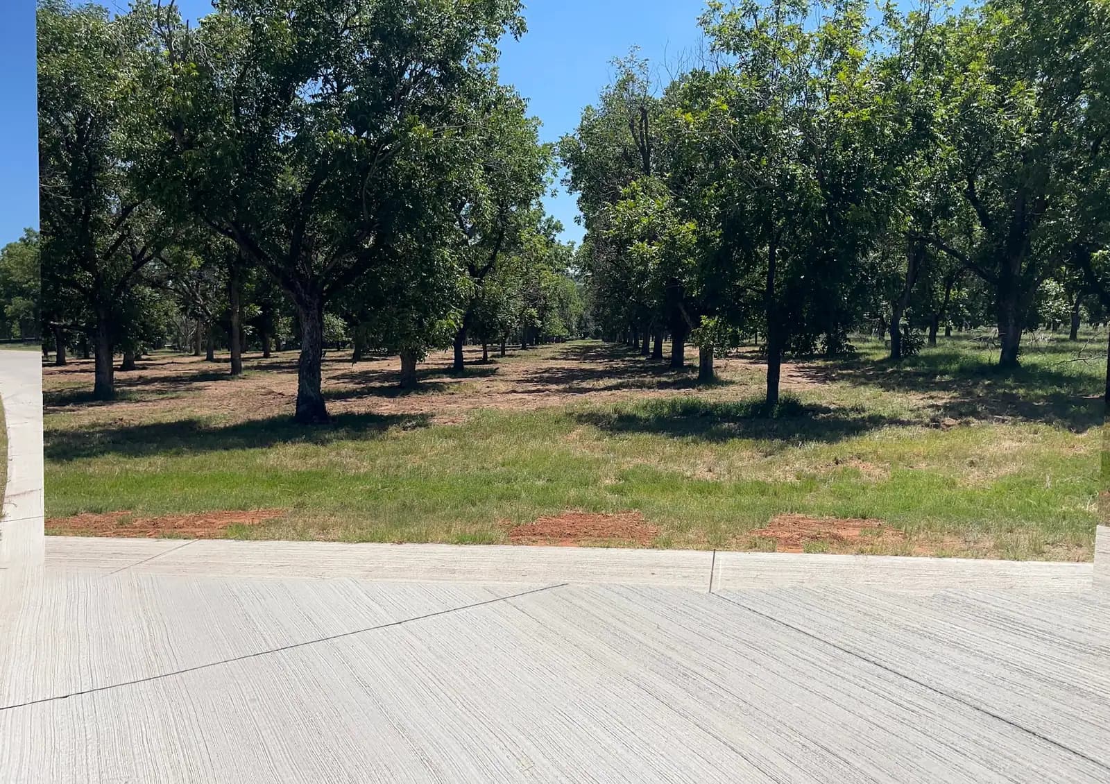 Driveway and road edge through a pecan orchard maintained by Black Knuckle Land Management near Granbury, TX