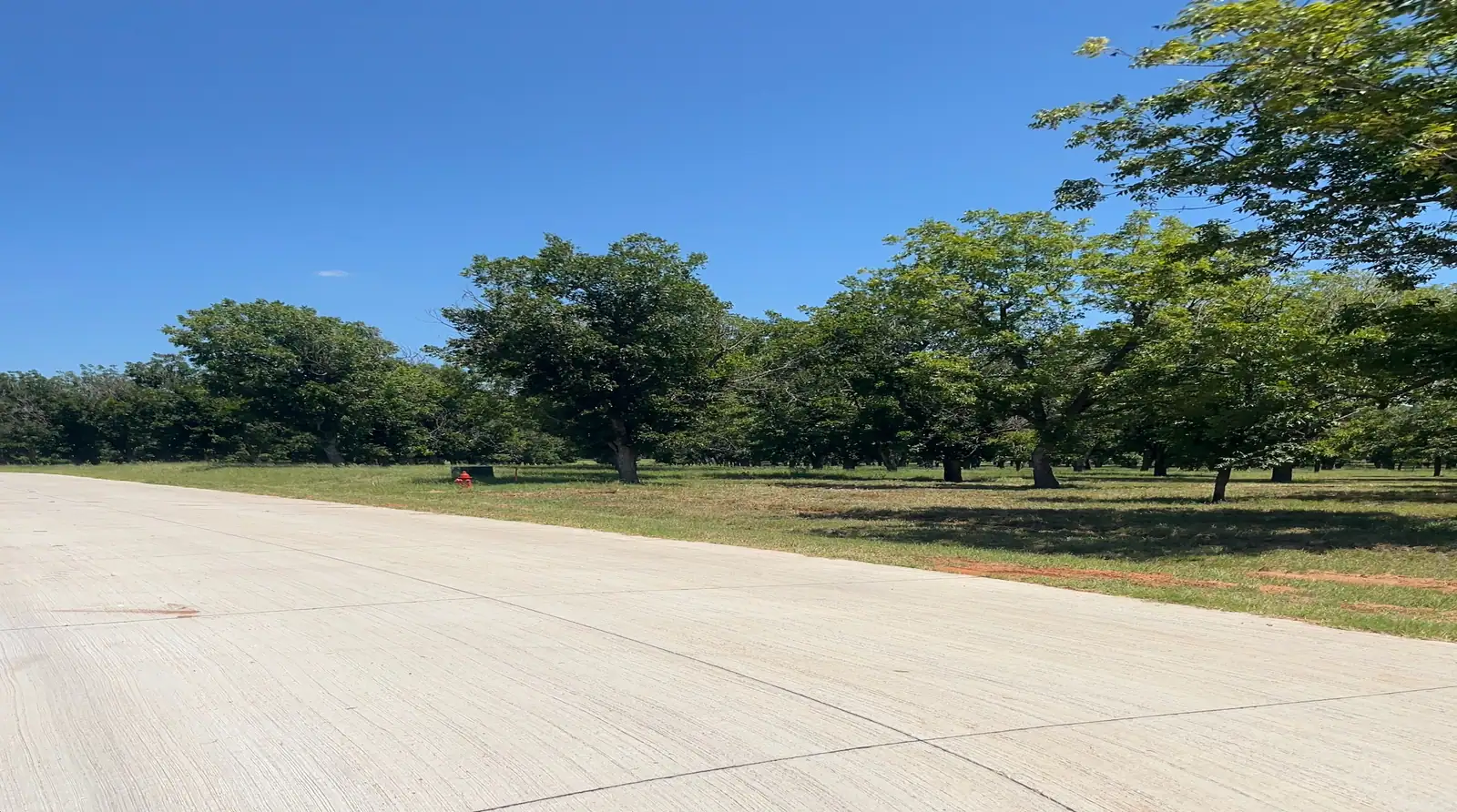 Driveway and road edge through a pecan orchard maintained by Black Knuckle Land Management near Granbury, TX
