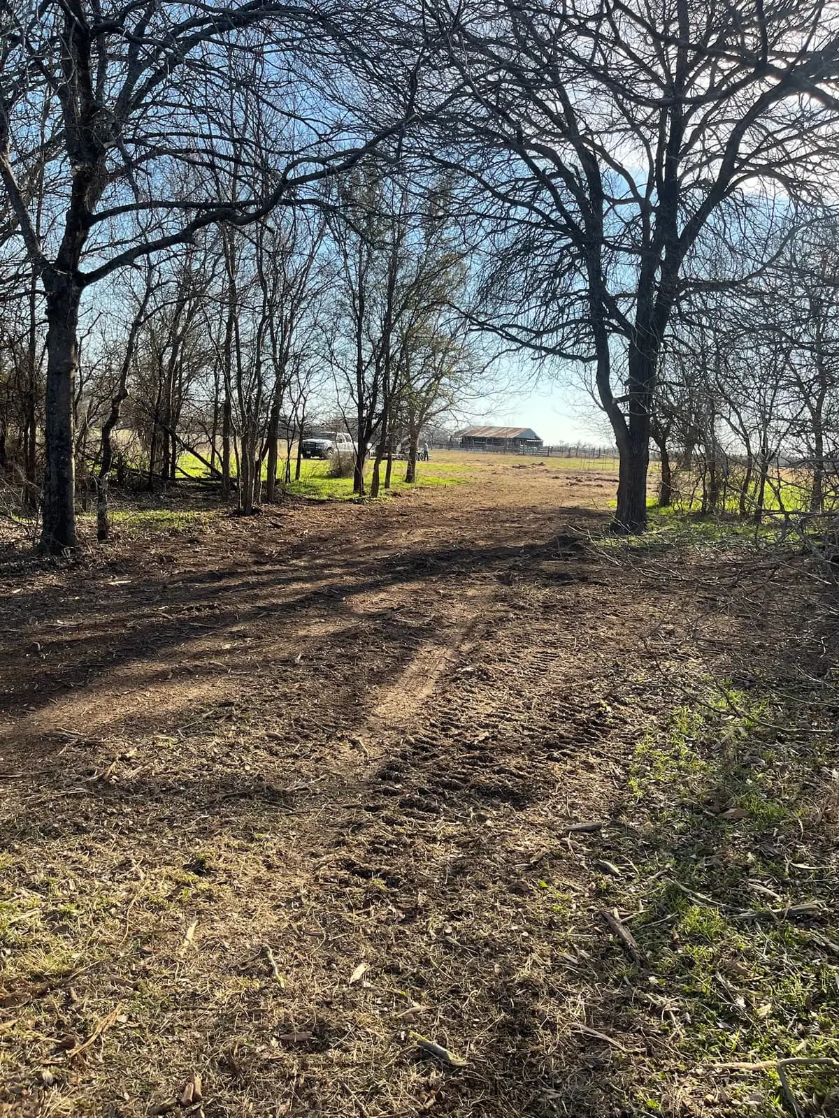 Forestry mulching results on a Granbury, TX lot: brush ground to open, walkable ground under the trees