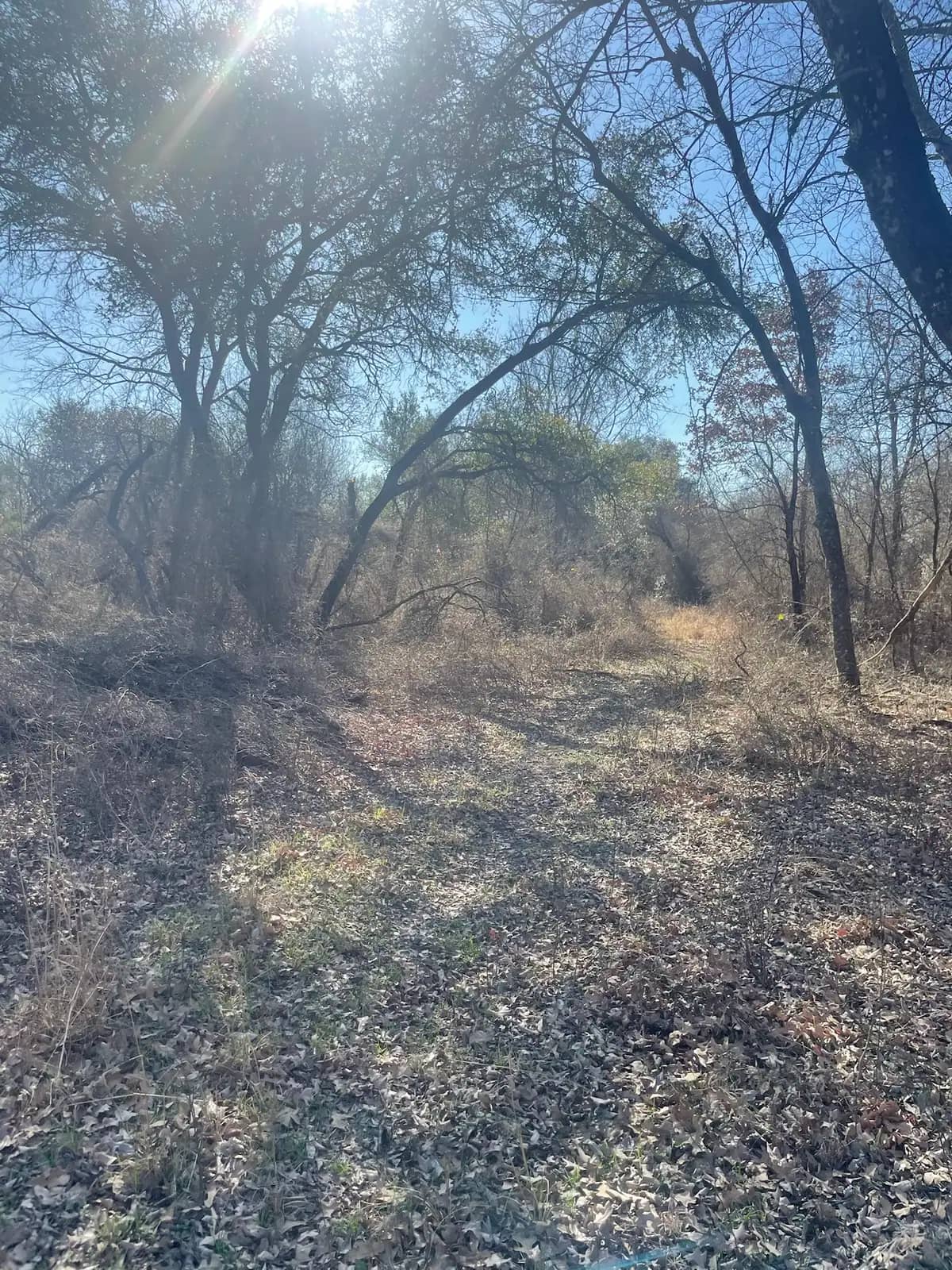 Forestry mulching results on a Granbury, TX lot: brush ground to open, walkable ground under the trees