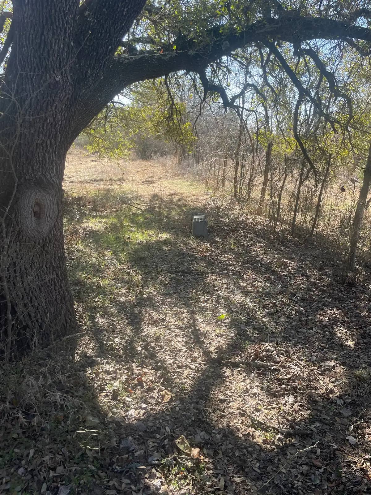 Forestry mulching results on a Granbury, TX lot: brush ground to open, walkable ground under the trees