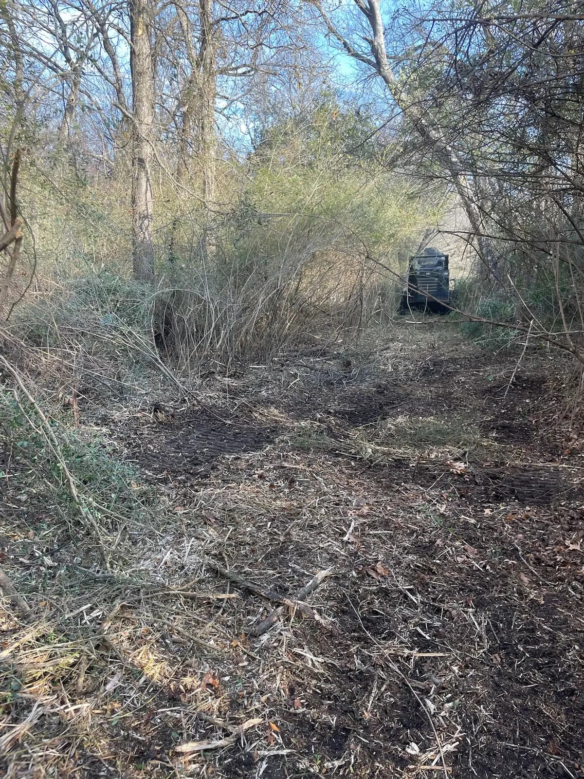 Dense cedar and brush before forestry mulching on a Hood County, TX property