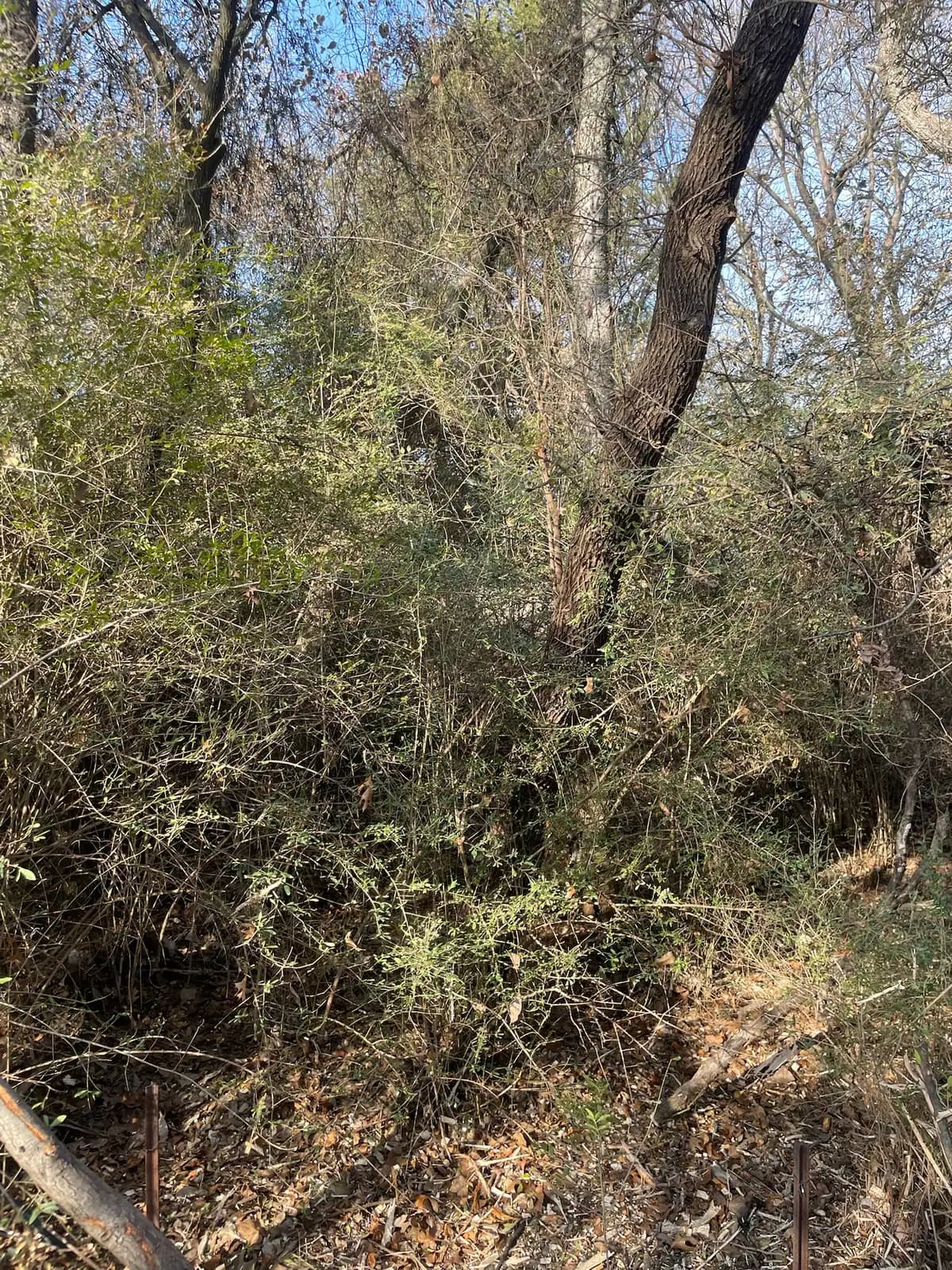 Dense cedar and brush before forestry mulching on a Hood County, TX property