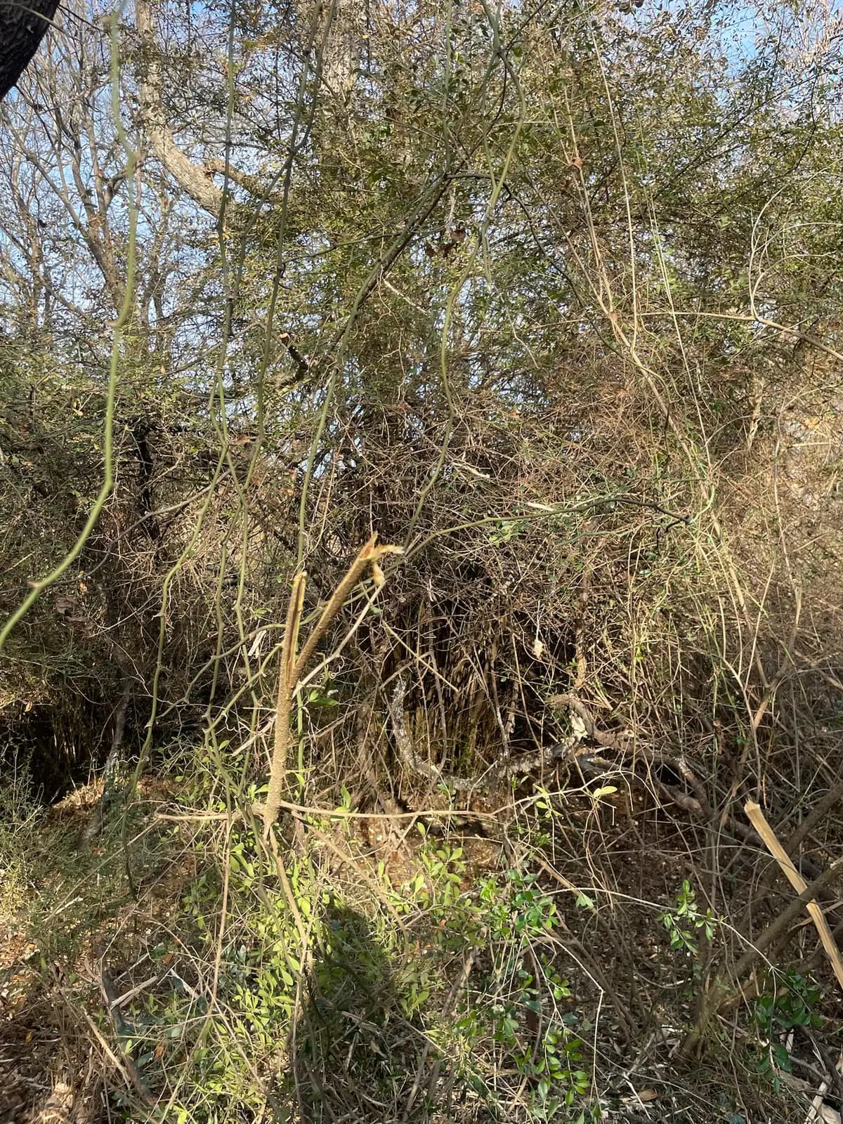 Dense cedar and brush before forestry mulching on a Hood County, TX property