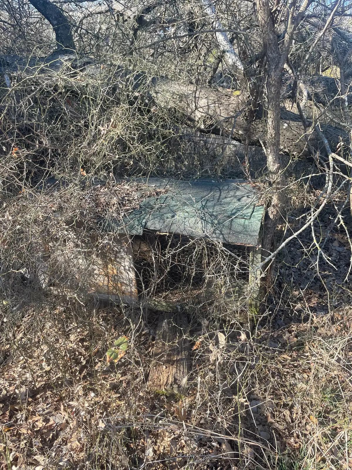 Dense cedar and brush before forestry mulching on a Hood County, TX property