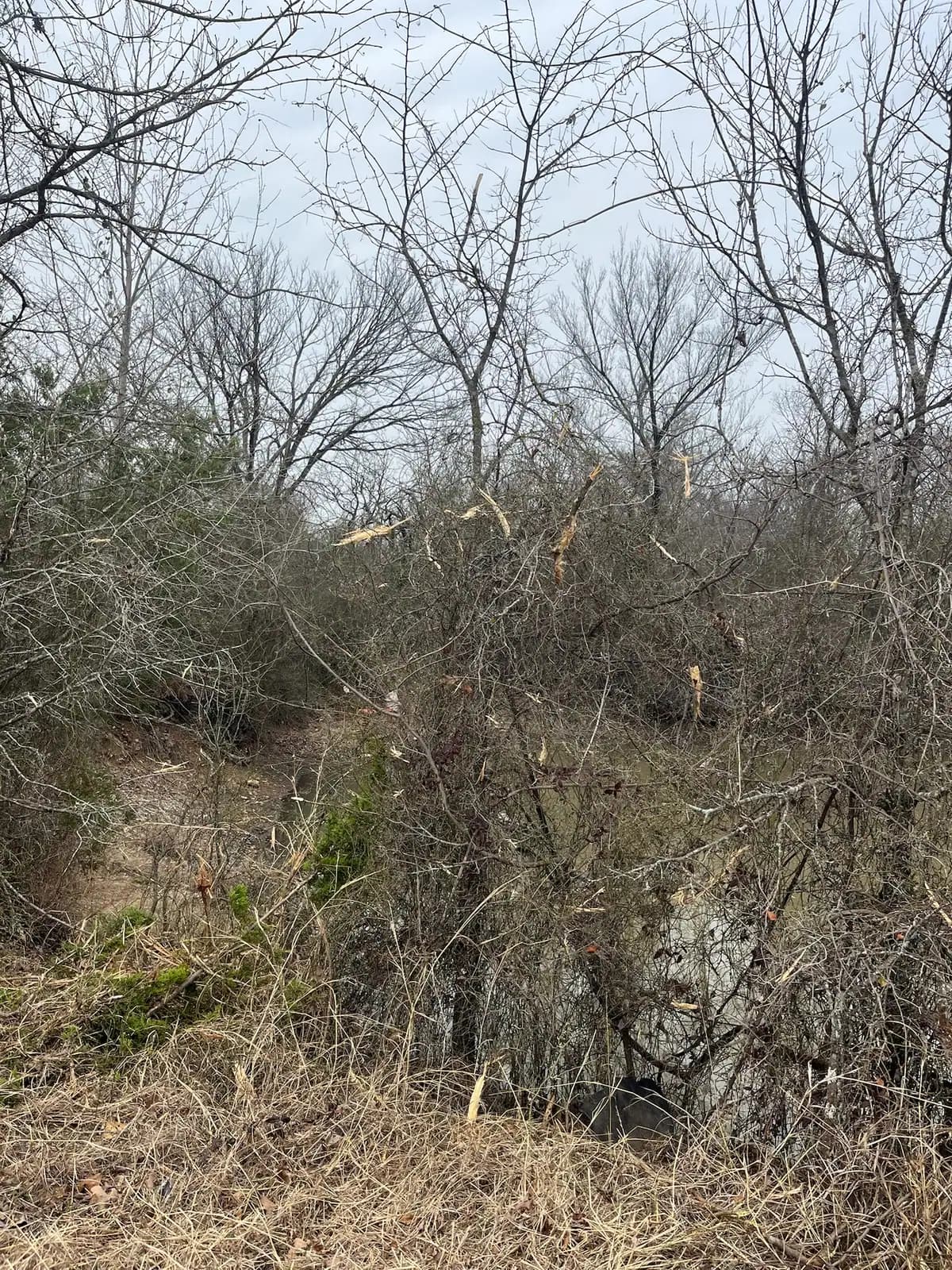 Dense cedar and brush before forestry mulching on a Hood County, TX property