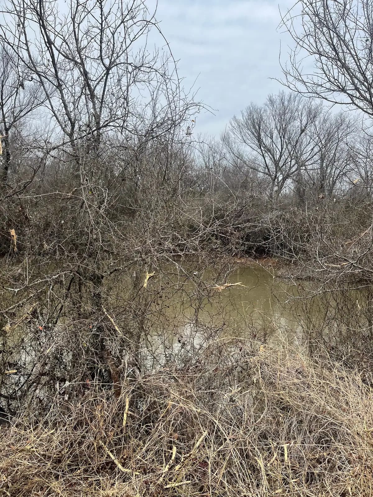 Dense cedar and brush before forestry mulching on a Hood County, TX property