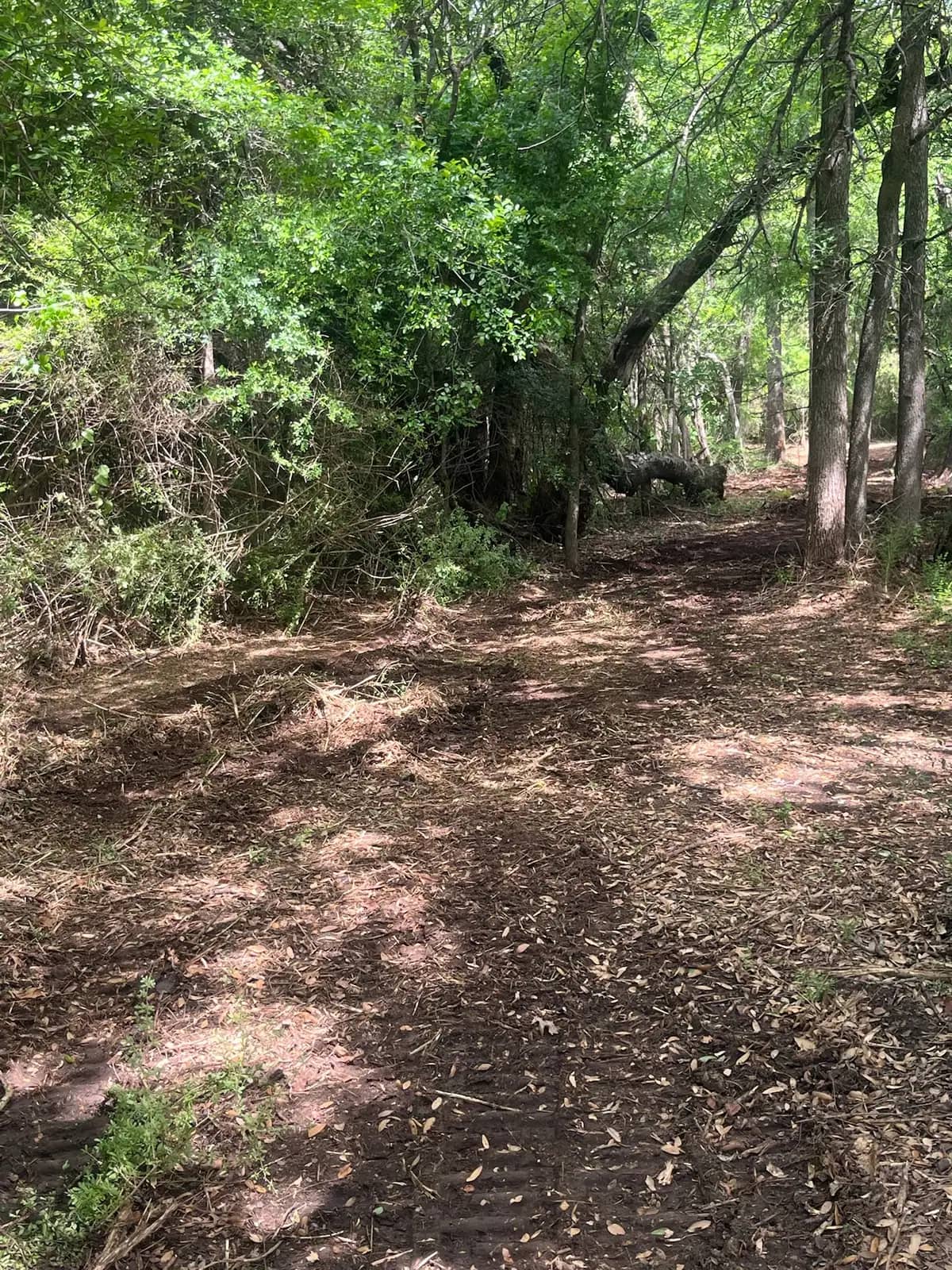 Summer forestry mulching results with fresh mulch on the ground in Hood County, TX