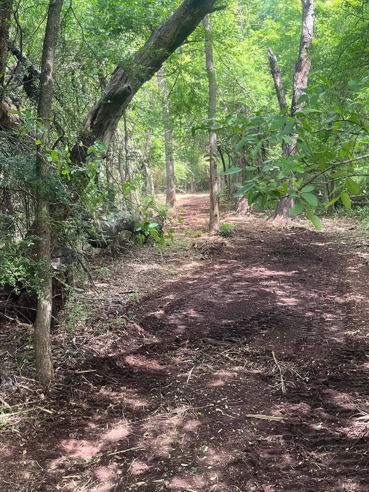 Summer forestry mulching results with fresh mulch on the ground in Hood County, TX
