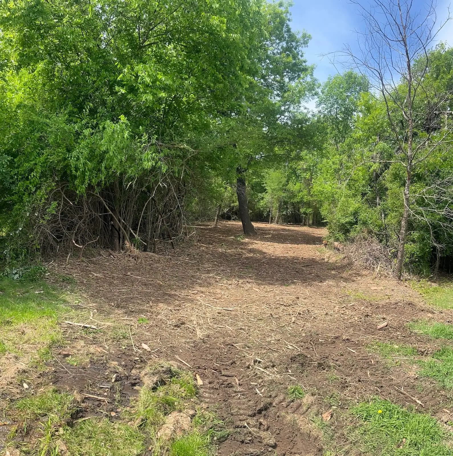 Summer forestry mulching results with fresh mulch on the ground in Hood County, TX