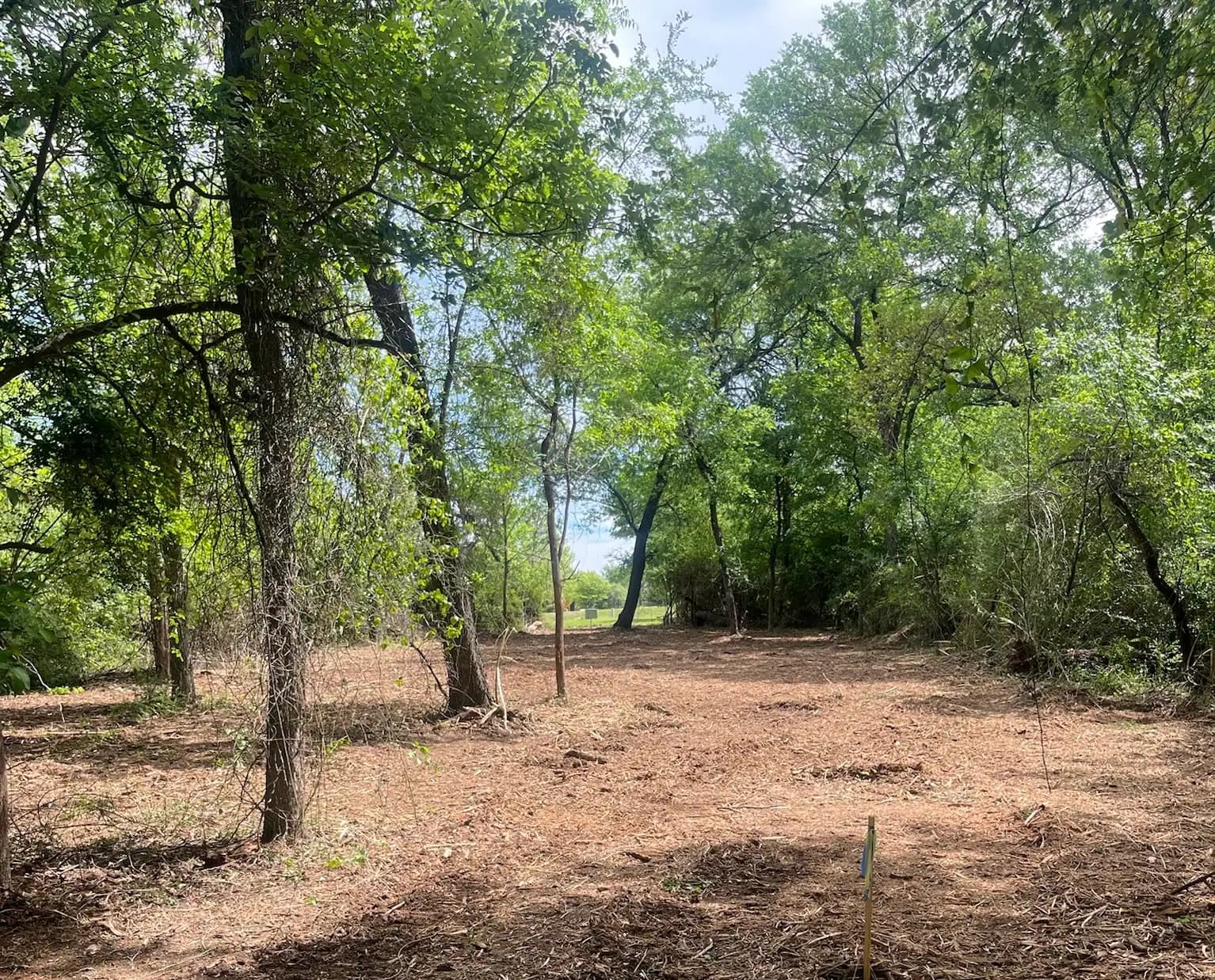 Summer forestry mulching results with fresh mulch on the ground in Hood County, TX