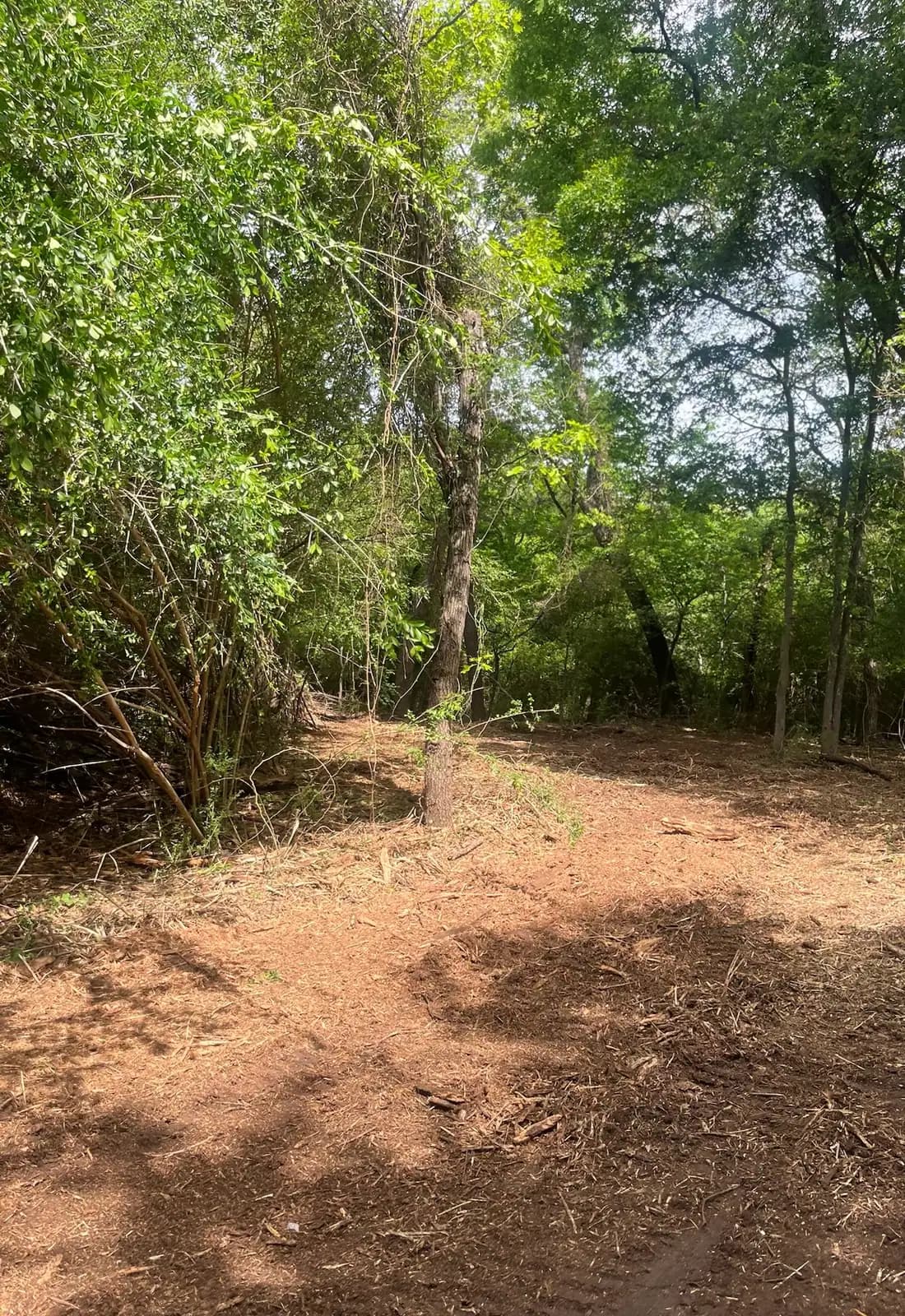 Summer forestry mulching results with fresh mulch on the ground in Hood County, TX