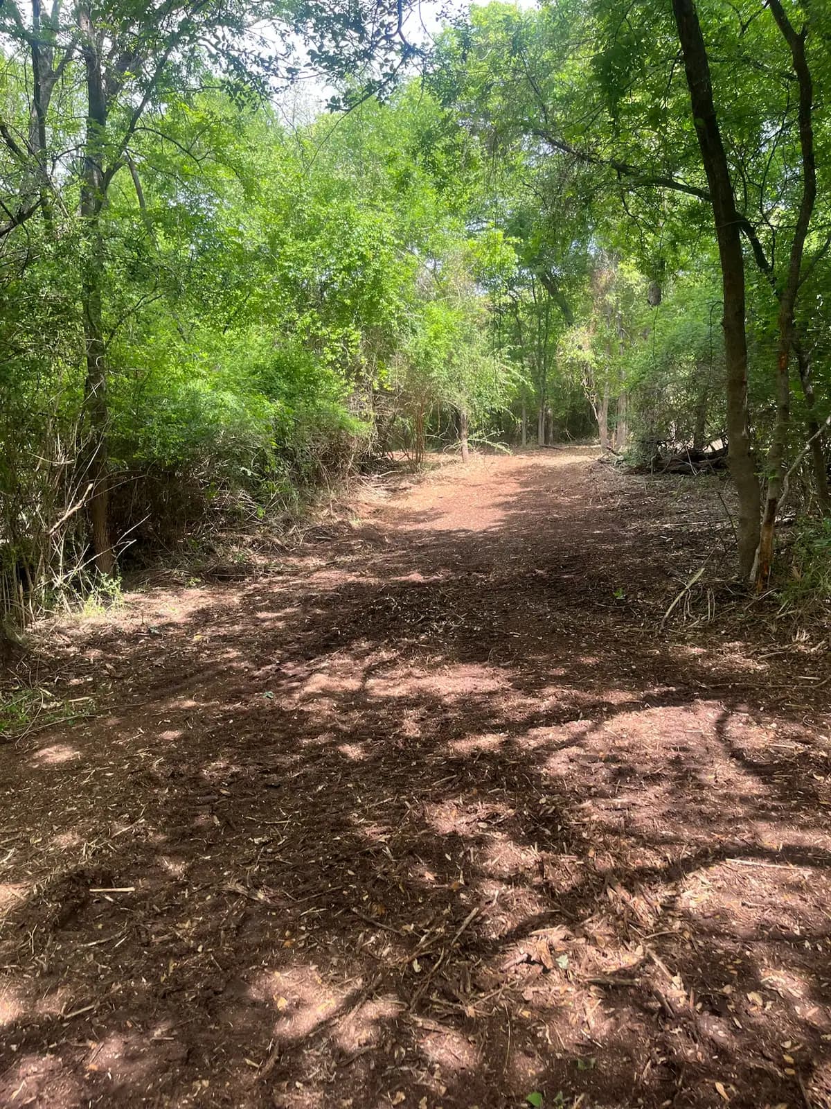 Summer forestry mulching results with fresh mulch on the ground in Hood County, TX