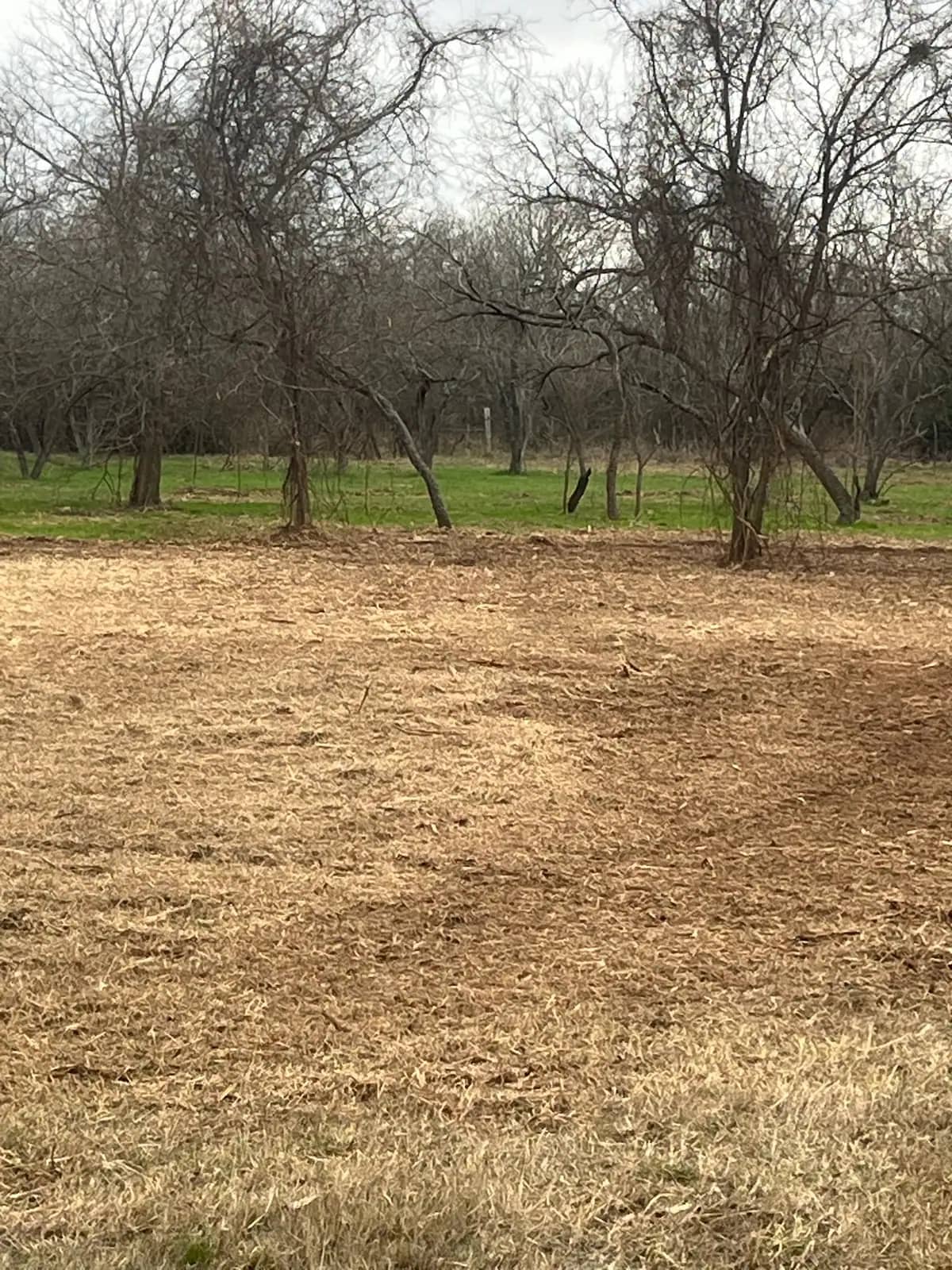 Woods after forestry mulching with the understory cleared on a Granbury, TX property